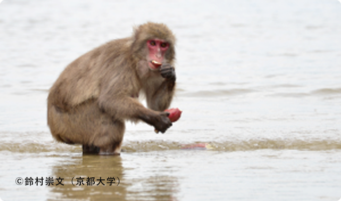 幸島のニホンザル