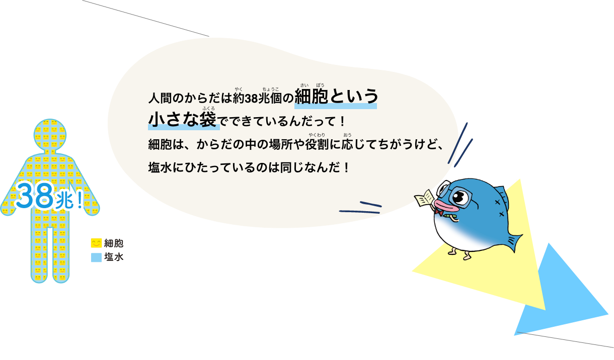 人間のからだは約38兆個の細胞という小さな袋でできているんだって！