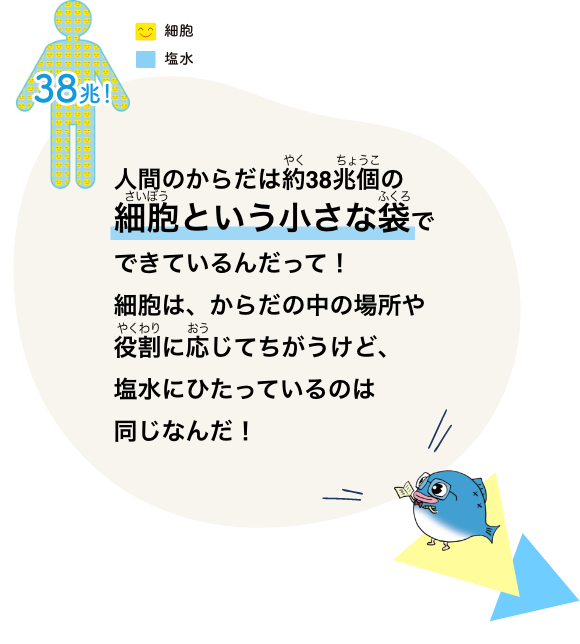 人間のからだは約38兆個の細胞という小さな袋でできているんだって！