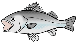 海の魚スズキ